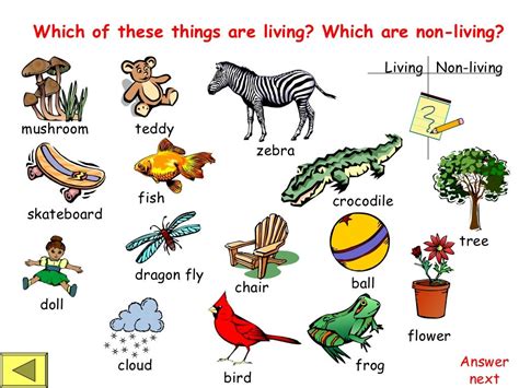 Living And Non Living Things Spring Science Activity Science Non Living Things - Science Non Living Things