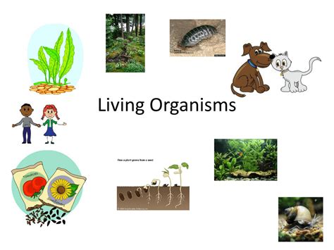 Living Organisms 5 L 1 Ms Dilworth X27 Unicellular Vs Multicellular Organisms Worksheet - Unicellular Vs Multicellular Organisms Worksheet