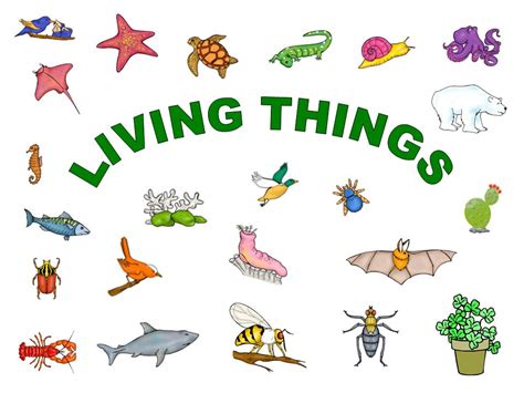 Living Things Characteristics And Examples Of Living Things Science Living Things - Science Living Things