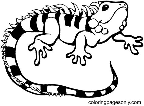 Lizard Coloring Page Free Printable Coloring Pages Coloring Pages Of Lizards - Coloring Pages Of Lizards