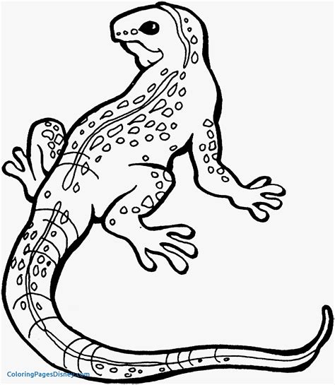 Lizard Coloring Pages Coloring Pages Of Lizards - Coloring Pages Of Lizards