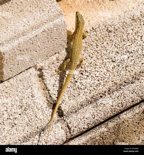 Lizard In Spanish