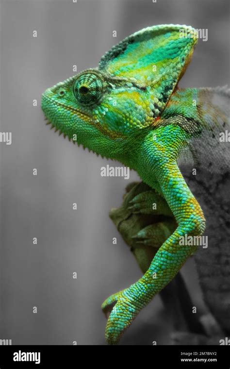 lizard that changes color