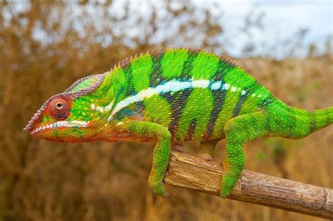 lizard that changes colors