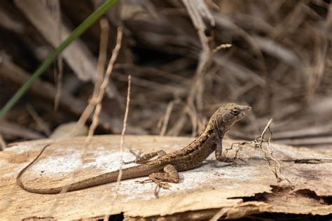 lizards in florida