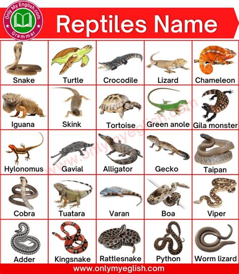 Lizards Reptiles And More Letter V Number 17 Reptiles Kindergarten - Reptiles Kindergarten