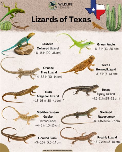 lizards texas