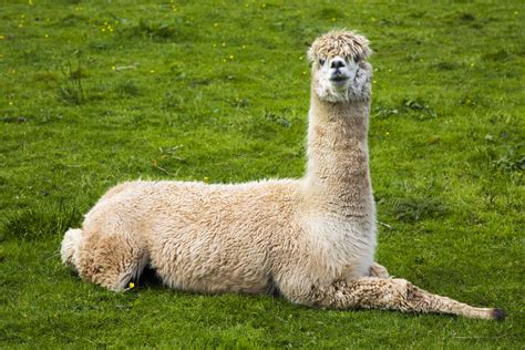 llama