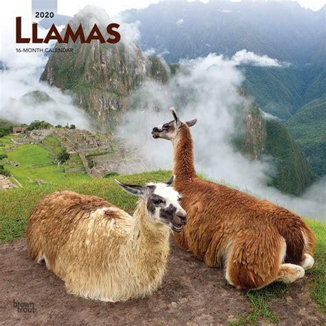 llamas 2020 calendar