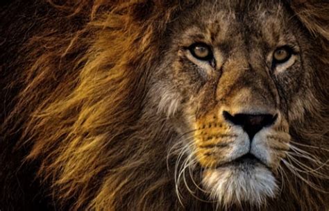 73 bet: Aposte nas Melhores Apostas Desportivas Online e Tenha a Garantia de Segurança nos Fundos - Foto 2