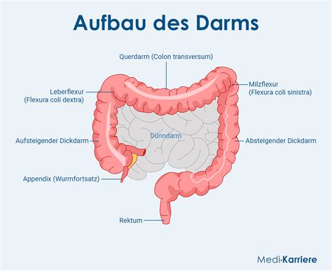 Länge Vom Dickdarm