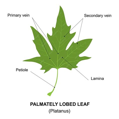 Lobed Leaf Meaning