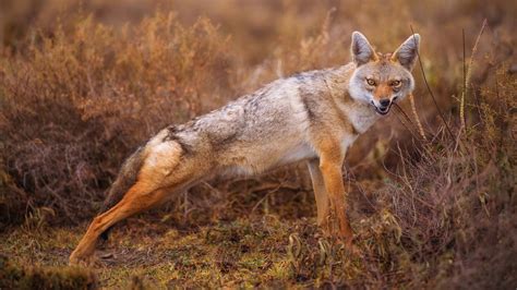 Lobo De Crin