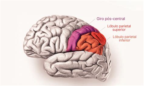 Lobo Parietal Função