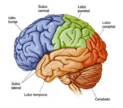Lobos Do Cerebro
