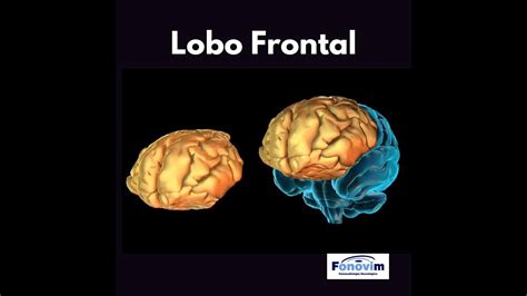 Lobos Frontais Função