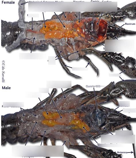 Lobster Dissection Guide
