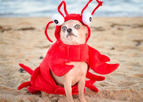 Lobster Dog Memes