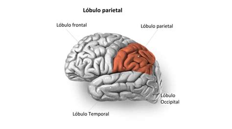 Lobulo Parietal Funcion