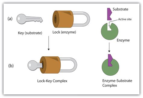 Lock And Key Model