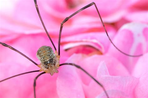 lockespindlar inomhus