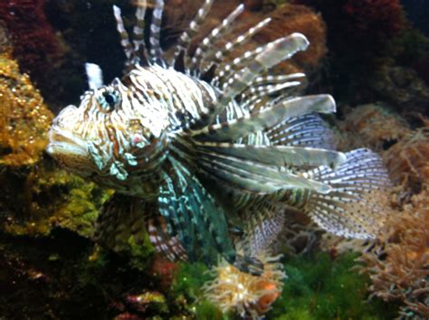 loin fish svenska