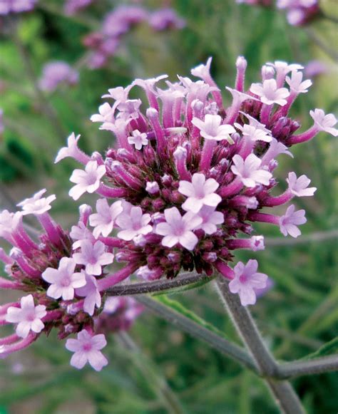 lollipop verbena deer