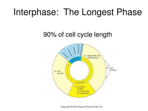 Longest Phase Of Cell Cycle