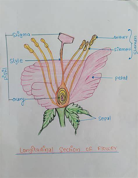 longitudinal labelled hibiscus flower