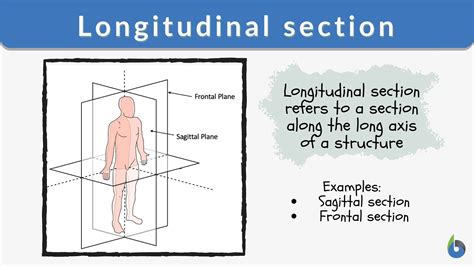 Longitudinal Section Anatomy