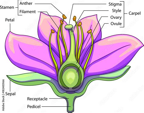 Longitudinal Section Of Flower