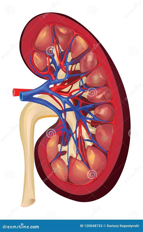 Longitudinal Section Of Kidney