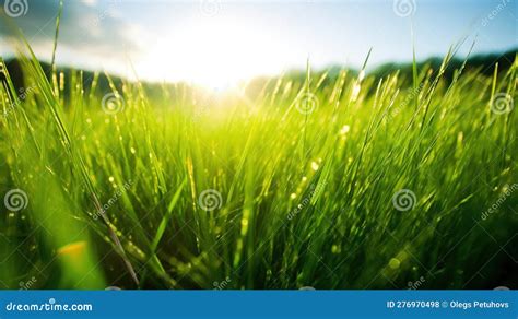 Looking At The Shining Grass Into Grass And The Dirt