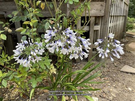 Looking For Lily Indigo