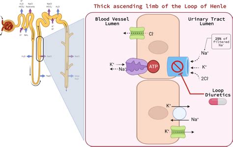 Loop Diuretics Mechanism Of Action