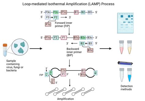 Loop Mediated Isothermal Amplification Of Dna