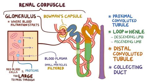 Loop Of Henle
