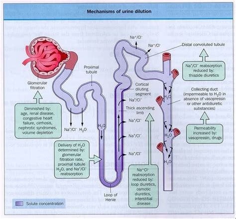 Loop Of Henle Function
