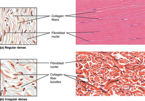 Loose Dense Connective Tissue