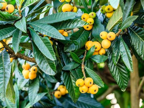 Loquat Tree Information  Growing And Caring For A Loquat Tree - Lokatoto