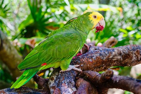 Loro Cabeza Amarilla