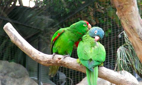 Loros Que Hablan