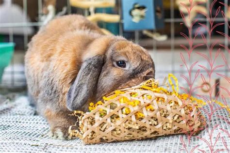 Los Mejores Juguetes Para Conejos Expertoanimal Com Juguetes Para Conejos Toy - Juguetes Para Conejos Toy