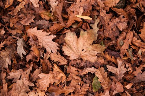 lots of brown leaves; what to do? - BBC Gardeners