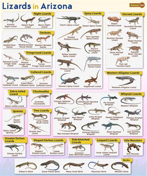 Lots Of Lizards