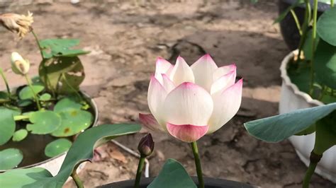 Read Lotus Guide 