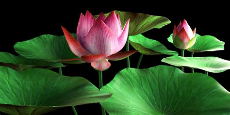 LOTUS3D - Lotus 3D model - Download Free 3D models