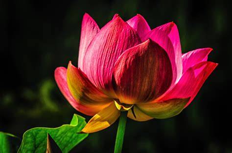 lotusfllower nude
