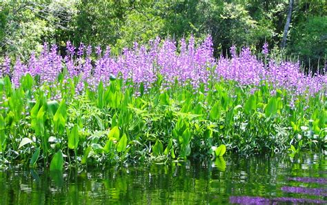 Louisiana Wetland Plants And Flowers