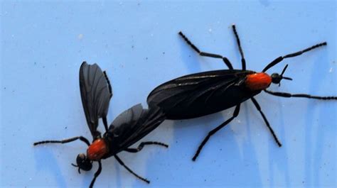 love bug florida